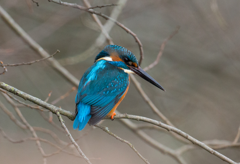 Kingfisher by David Cuddon