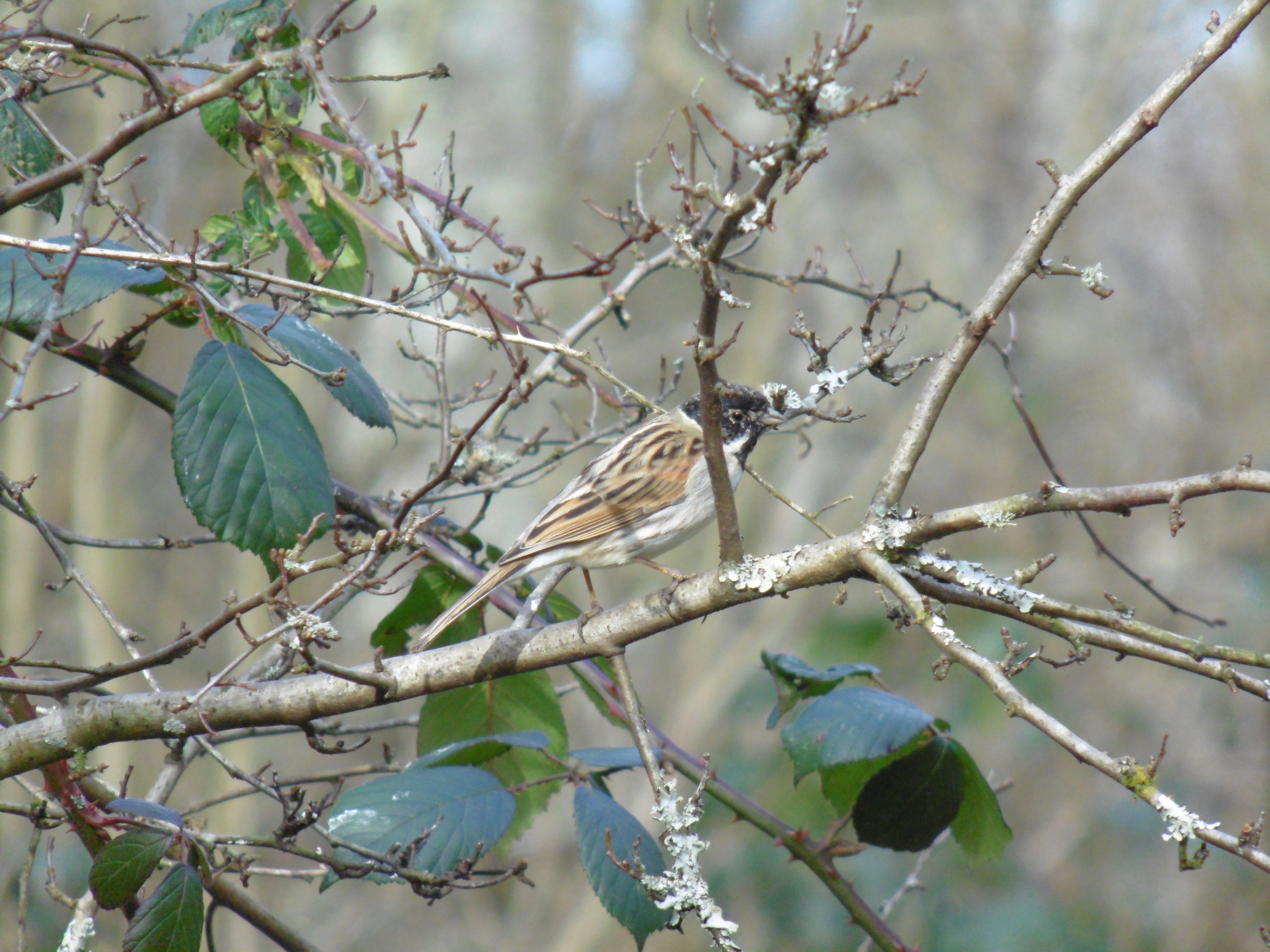 Reed bunting 2